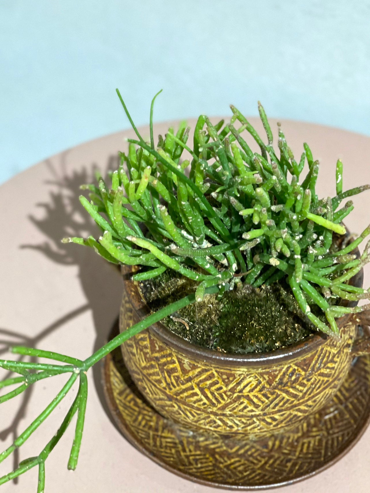 リプサリス クラバータ  POT SET