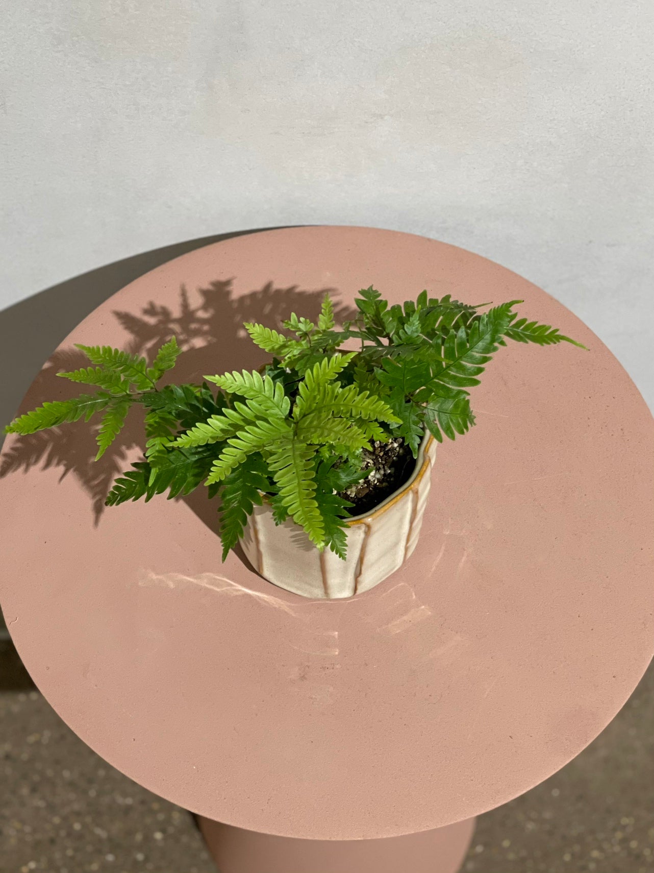 プテリス フォーレイ  POT SET