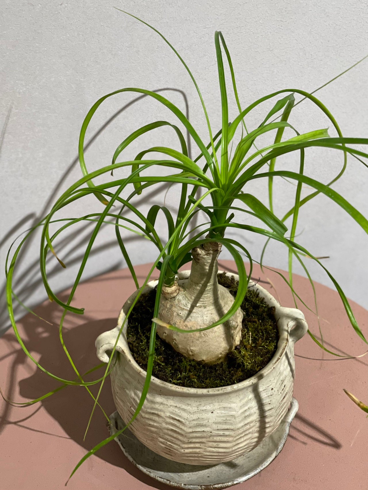 トックリラン ノリナ POT SET