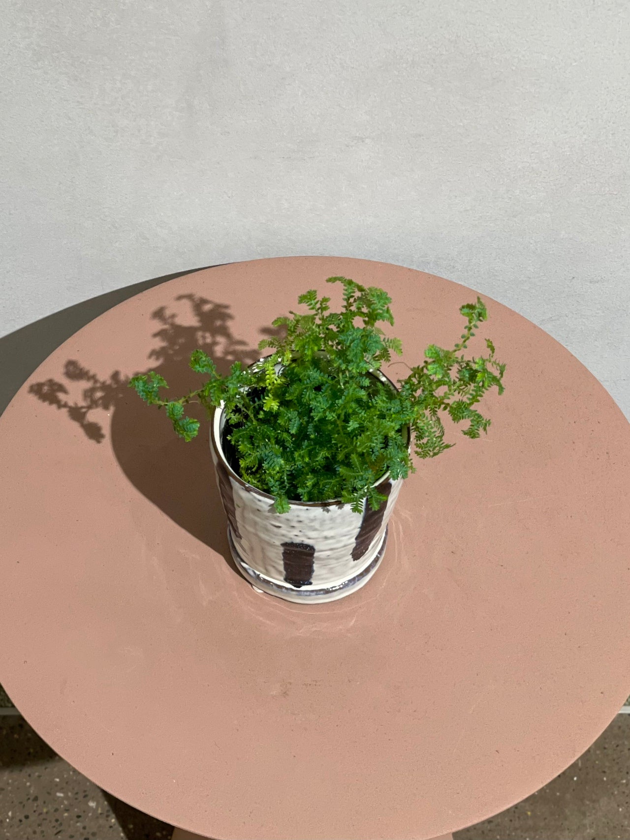 レインボーファン POT SET