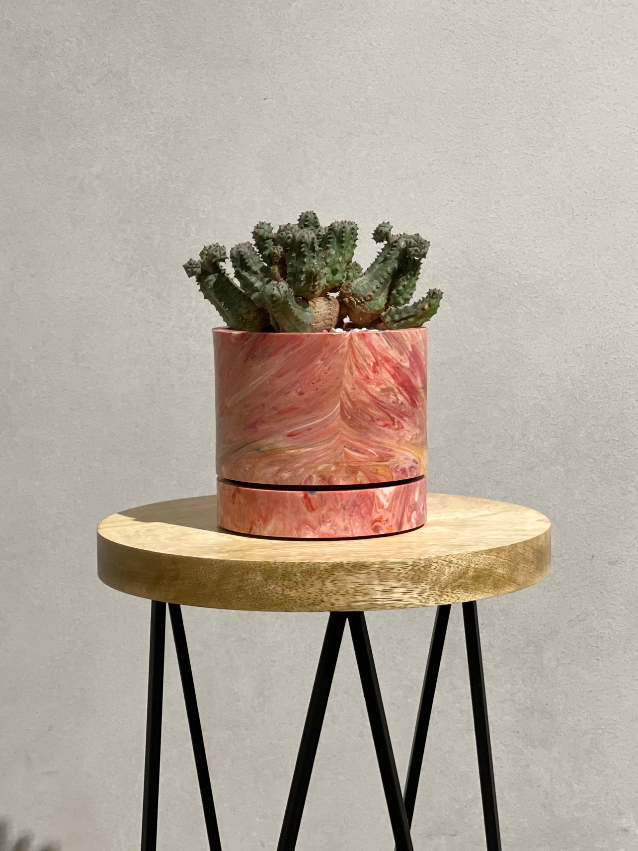 ユーフォルビア エノプラ モンストローサ POT SET