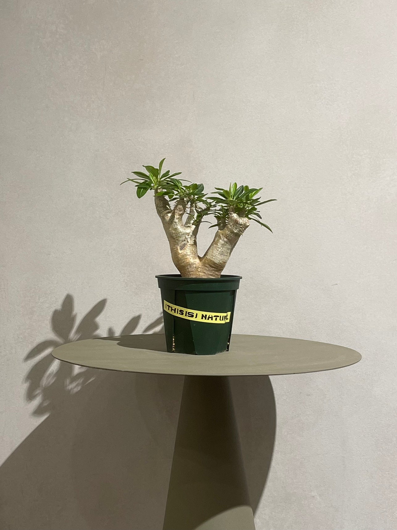 良型 パキポディウム イノピナツム 【公式通販】