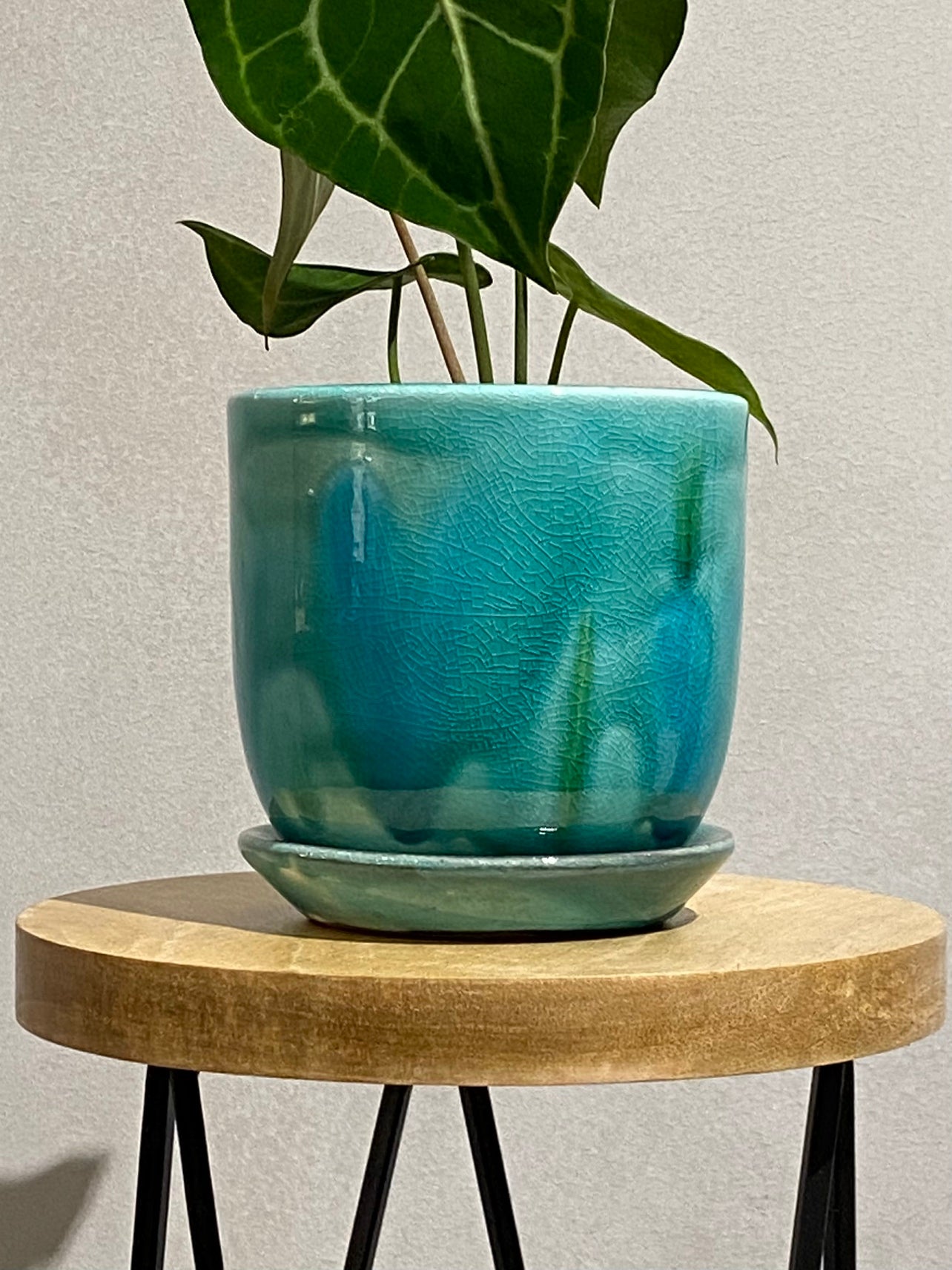 アンスリウム クラリネビウム POT SET