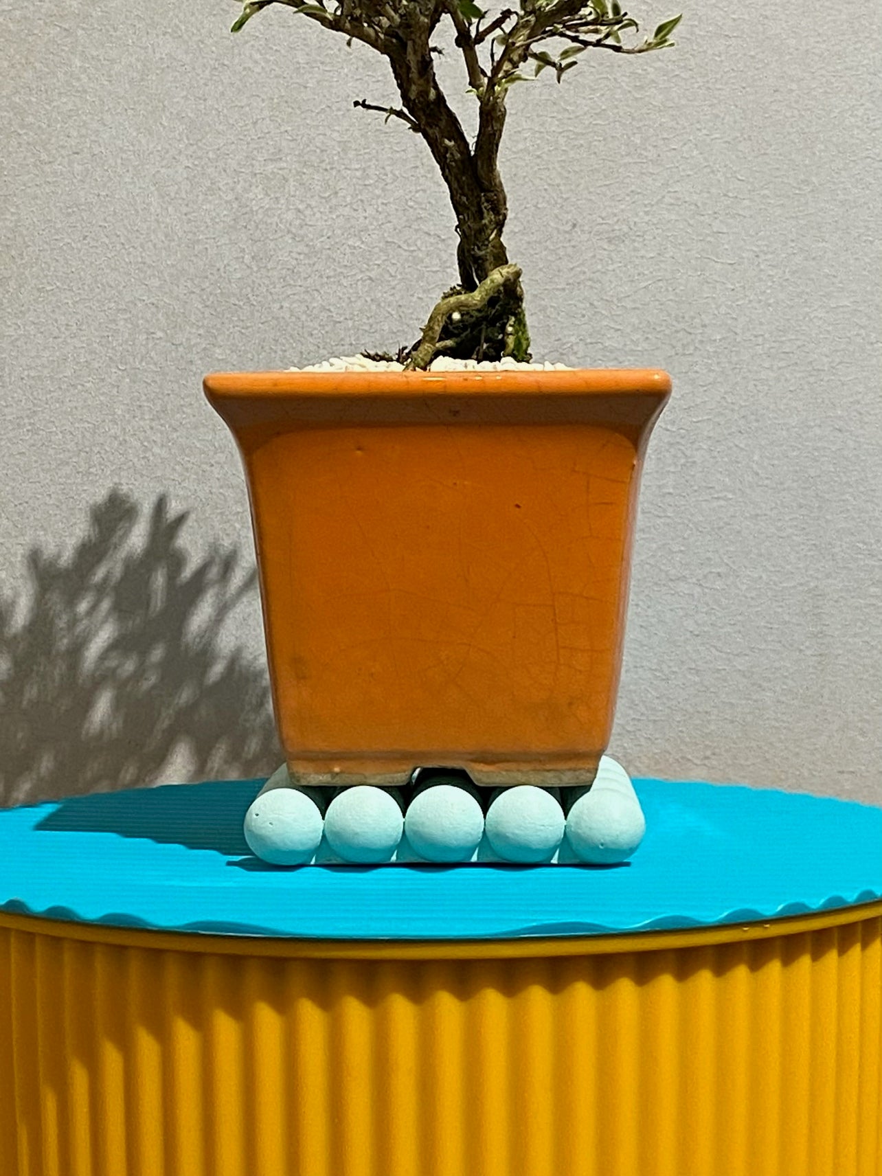 白丁花盆栽 POT SET