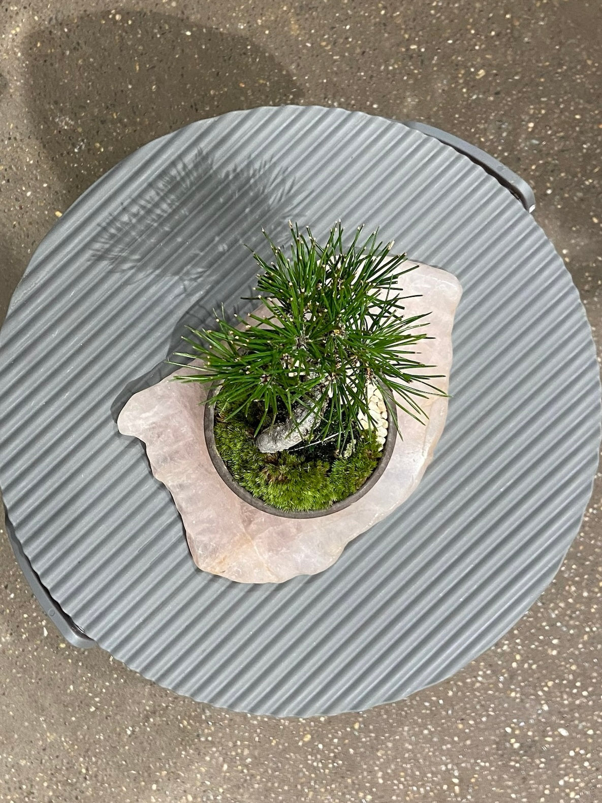 三河黒松盆栽 POT SET