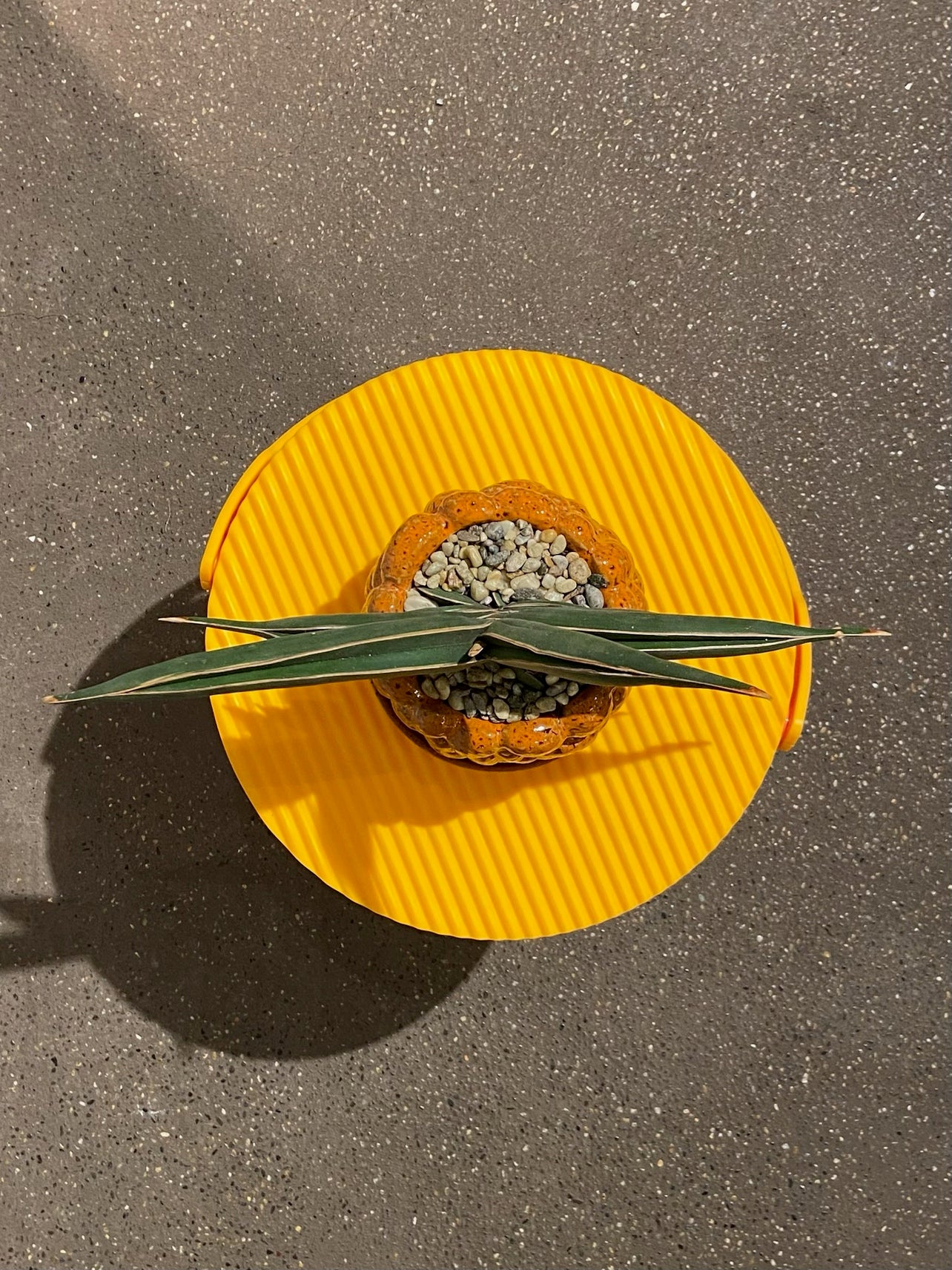 サンスベリア ロブスターブルー POT SET