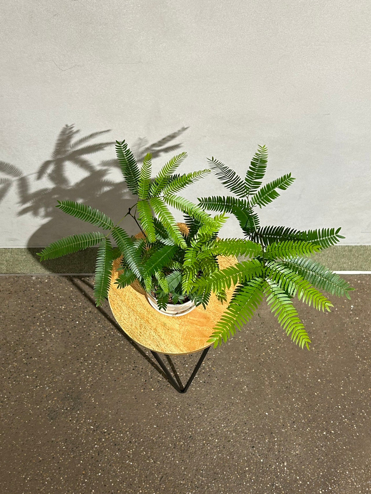 エバーフレッシュ  POT SET