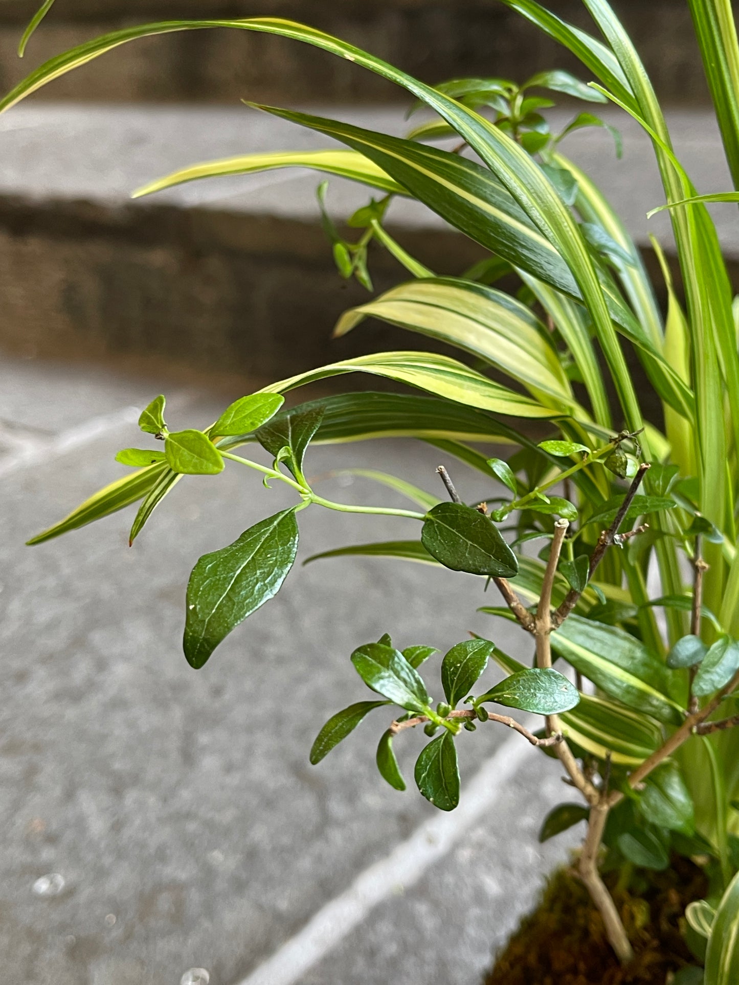 薮柑子と吉祥草の苔玉