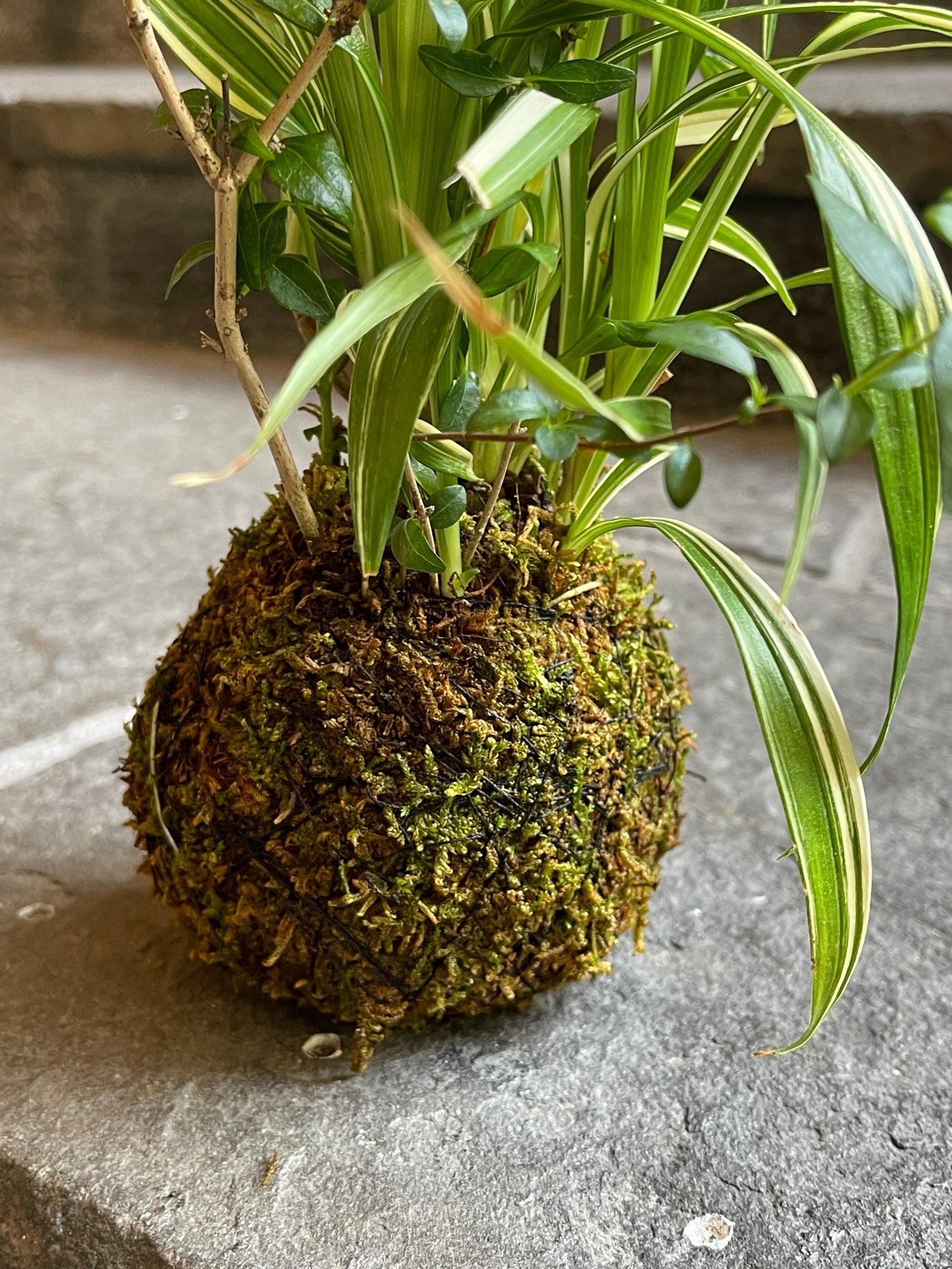 薮柑子と吉祥草の苔玉