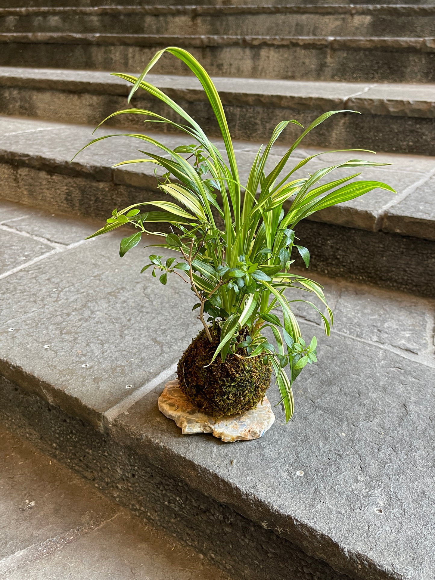 薮柑子と吉祥草の苔玉